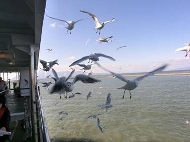 水の上を飛ぶ鳥の群れ

中程度の精度で自動的に生成された説明